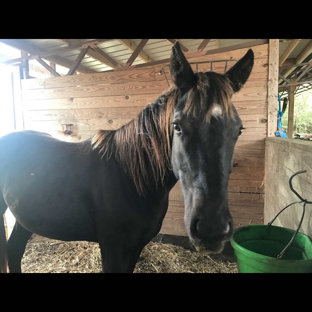 Getting out of horses sale